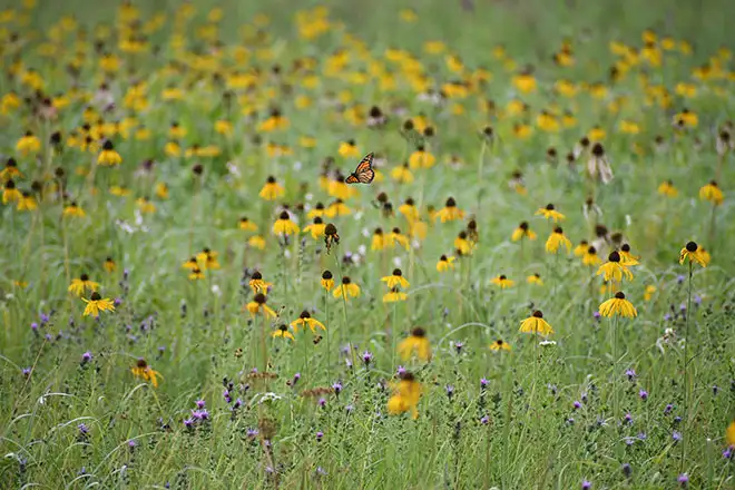 articles-butterflies-bees-beget-birds-inline-3.webp