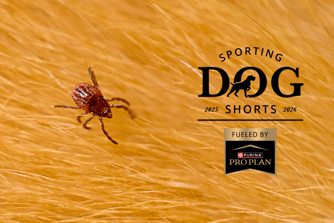 Sporting Dog Shorts - Ticks Are Out Early: What Bird Dog Owners Need to Do Right Now
