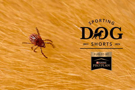 Sporting Dog Shorts - Ticks Are Out Early: What Bird Dog Owners Need to Do Right Now