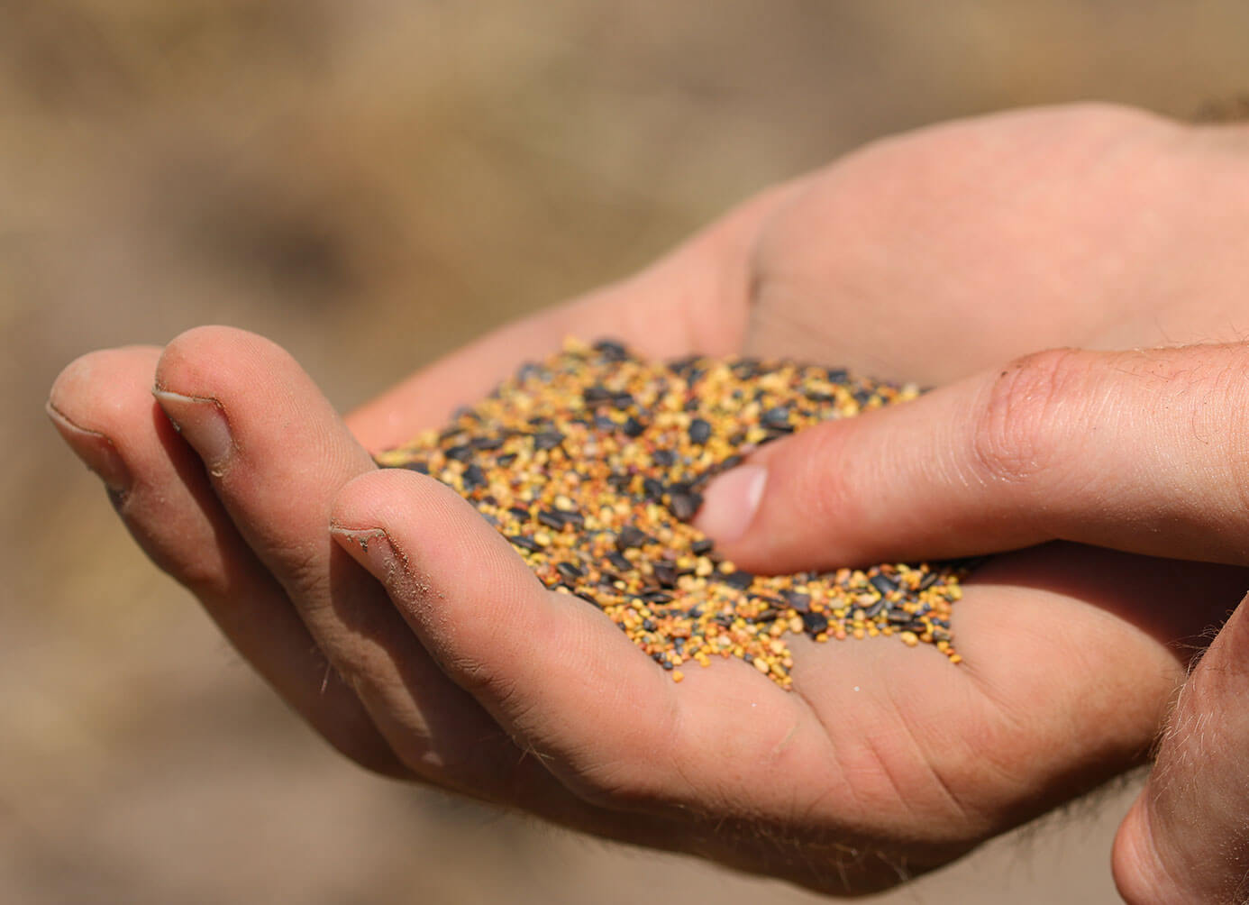 Hand holding seed