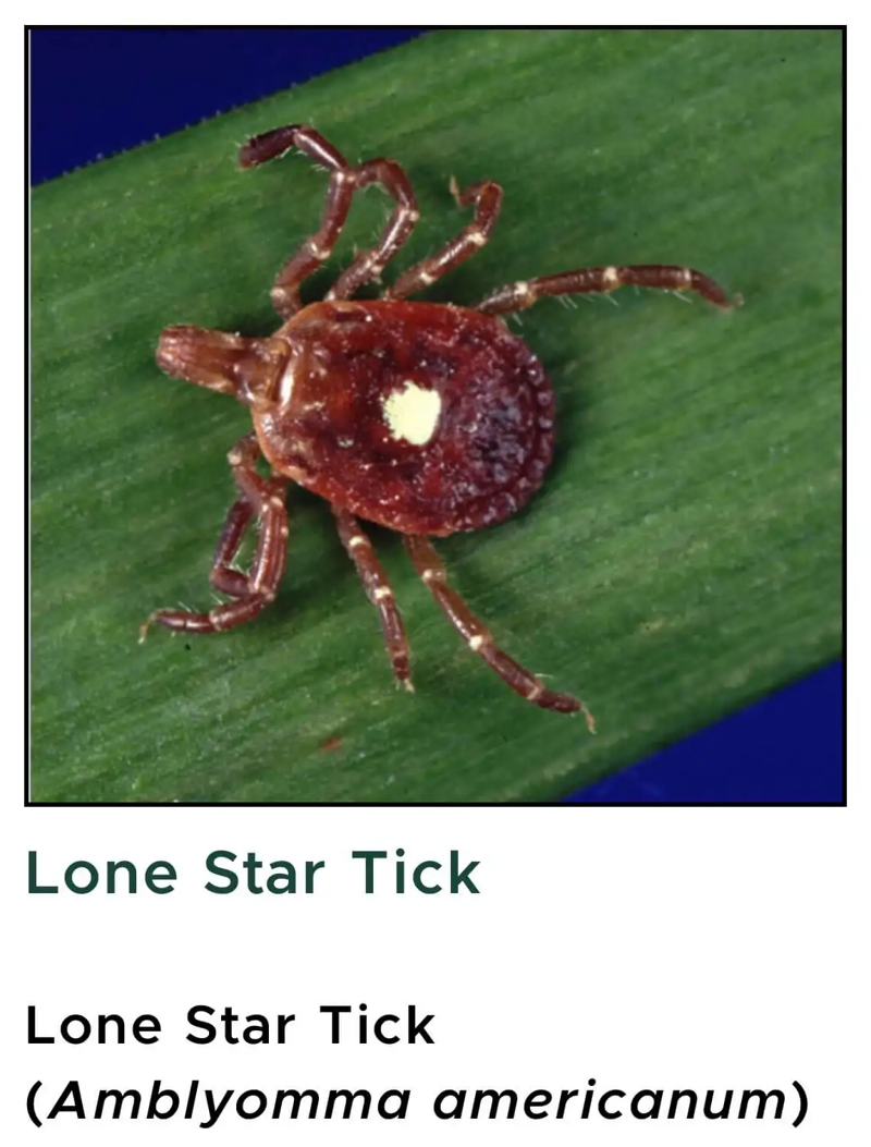 article-SDS-lone-star-tick.png