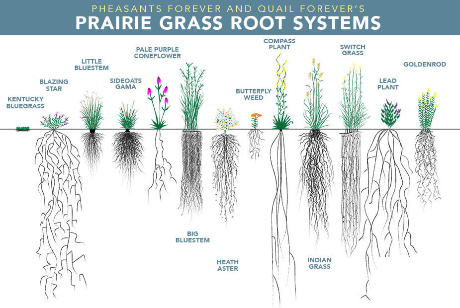 stacked-prairie-grass-root-systems