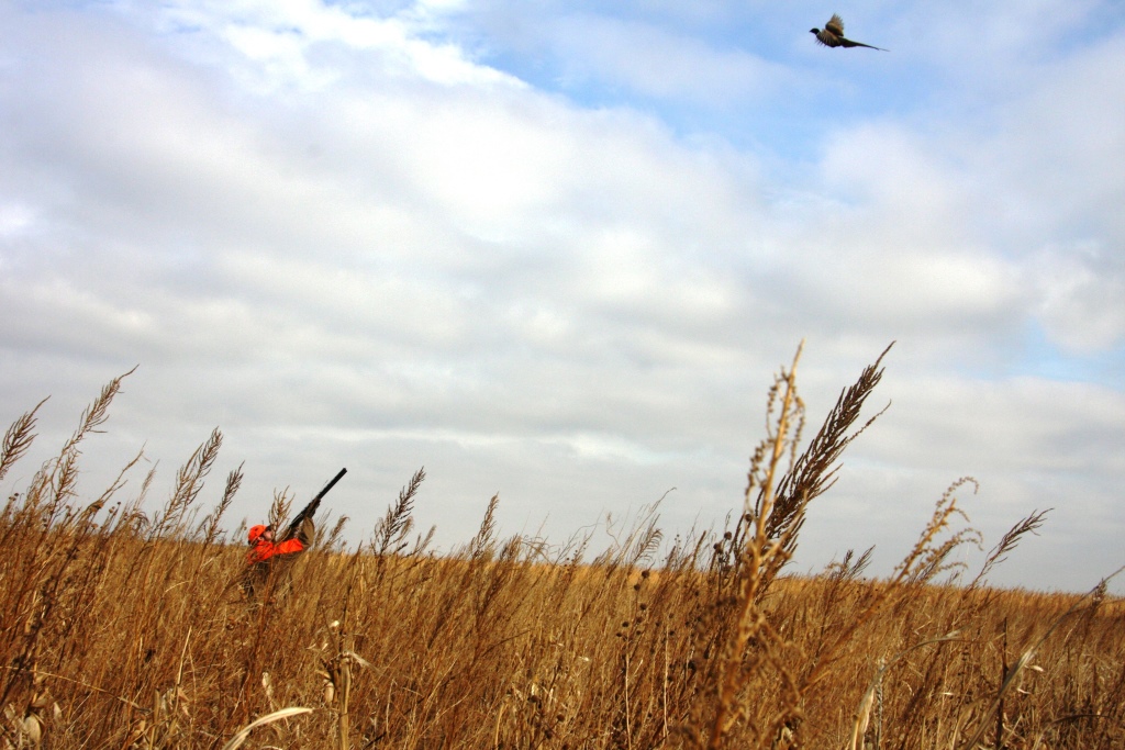 pheg-pheasant-hunting-effects-inline