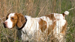 American Brittany