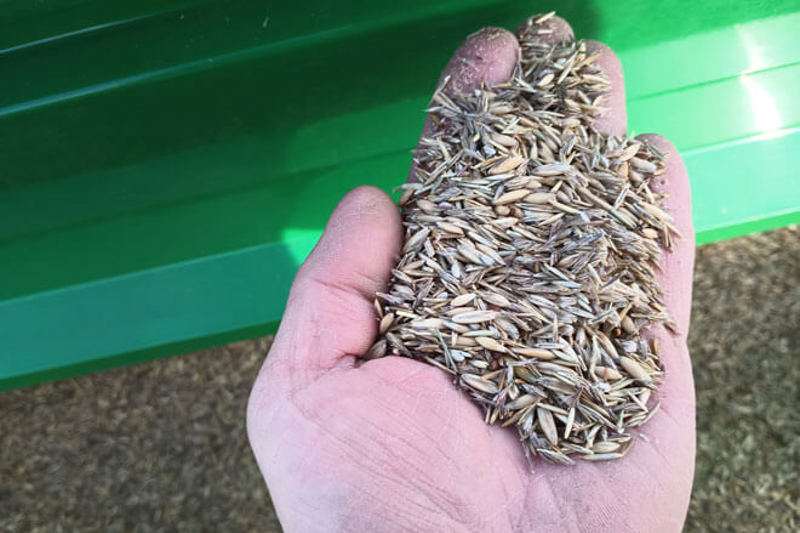 Hand holding seed