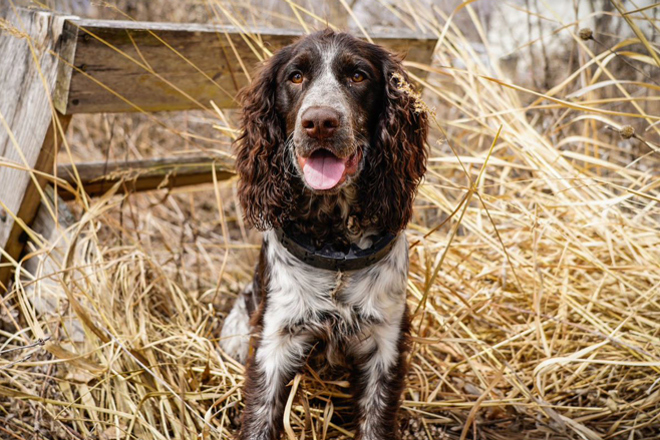 English Springer Spaniel