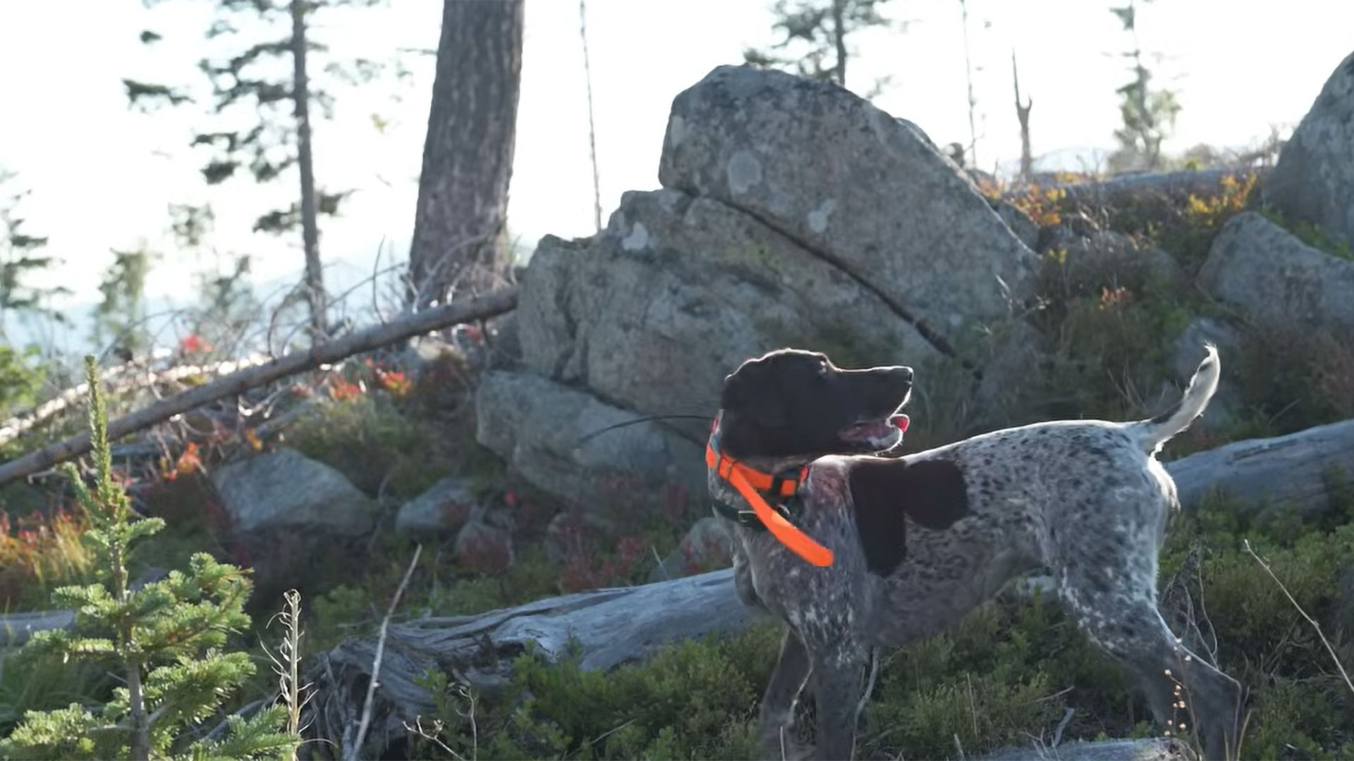 Montana Grouse | Part One: Dusky, Spruce and Ruffed Grouse