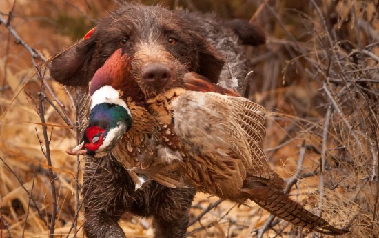 pheg-pheasant-facts-dog-bird-inline