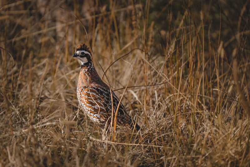 Pheasant in grass looking to left