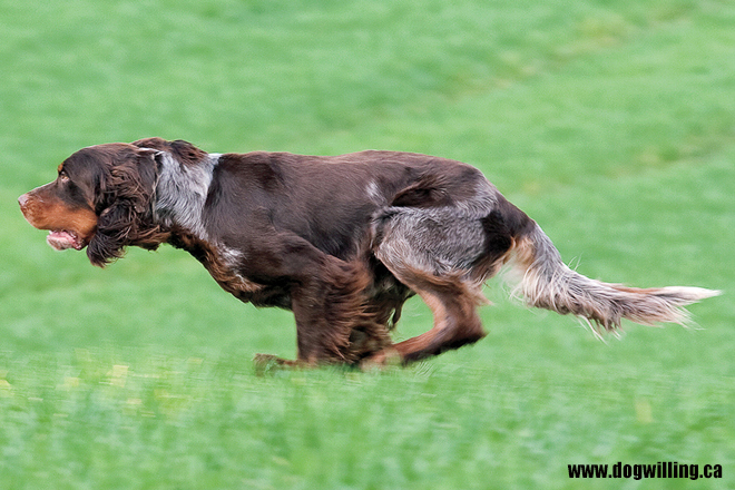 Picardy Spaniel