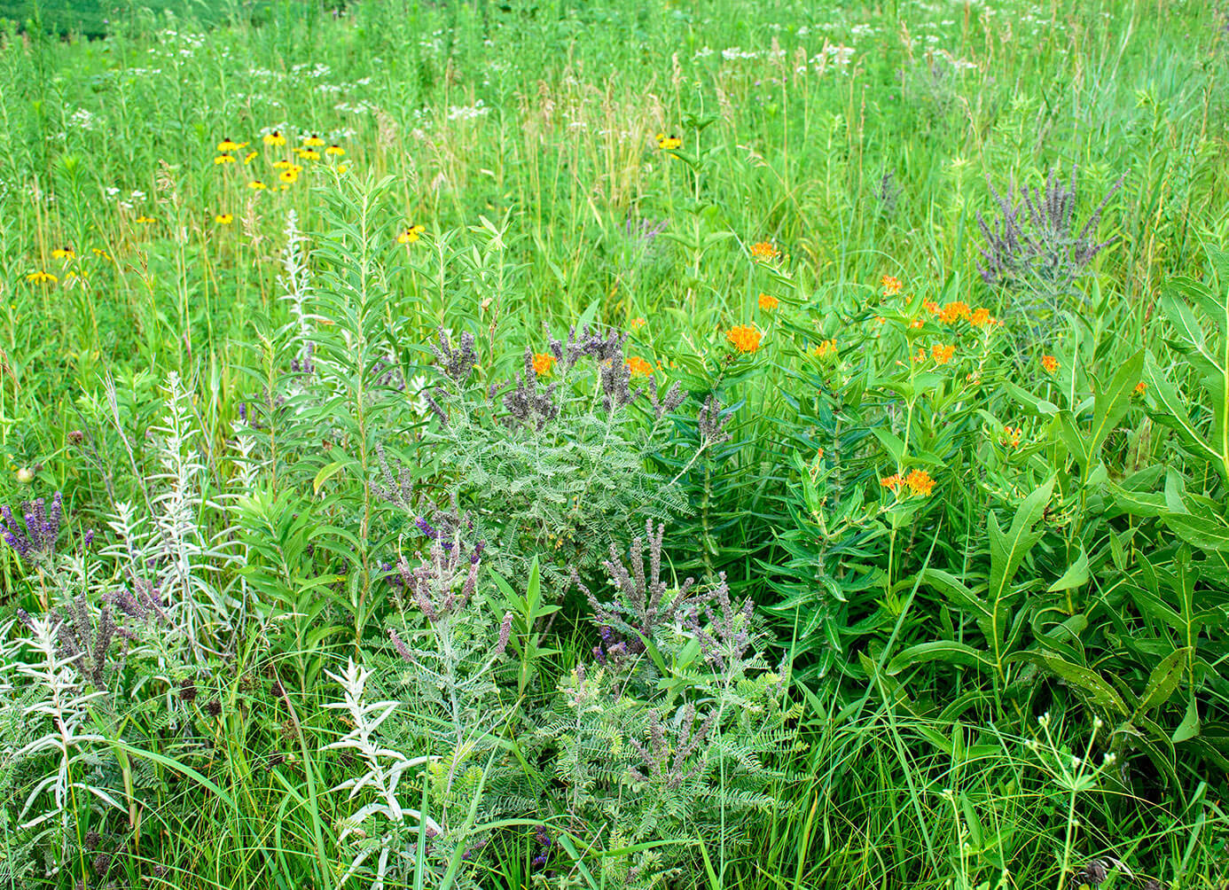 Flower filled field