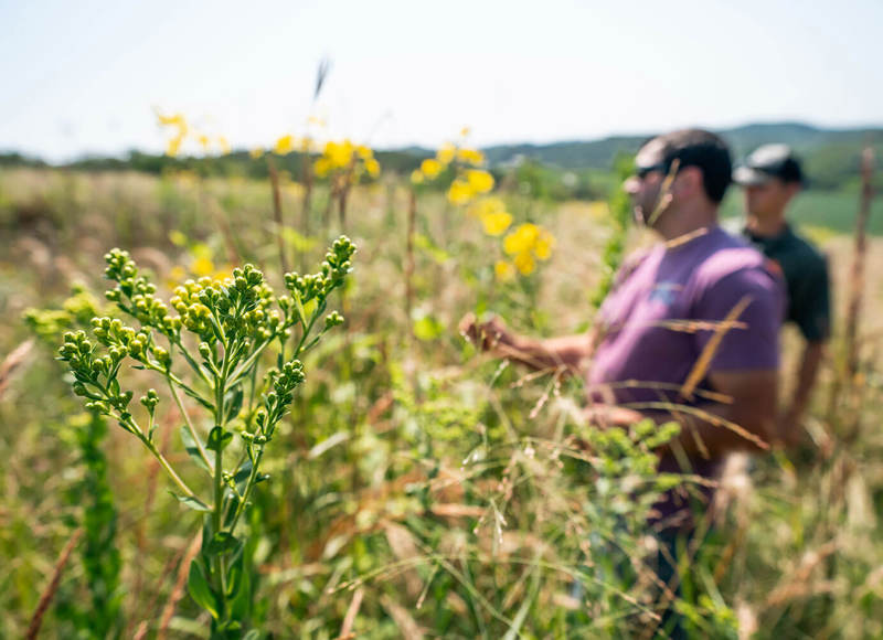 Close up of plants in a field with two out of focus workers in the background