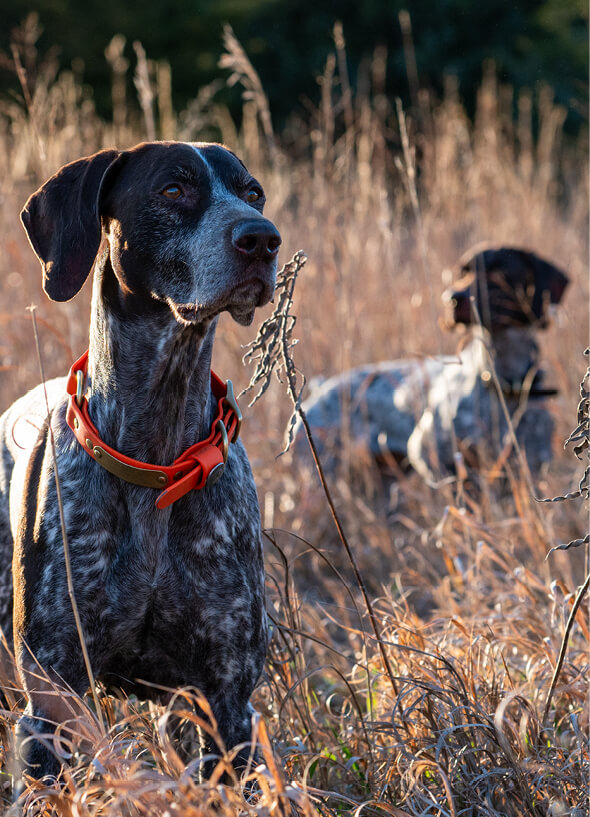 Two alert bird dogs in a field of grass