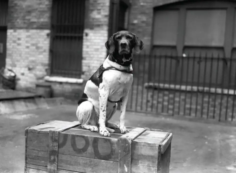 National Military Working Dogs Memorial UK