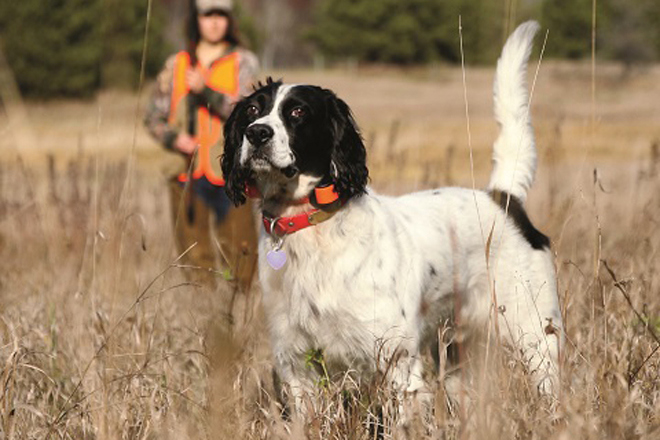 Llewellin Setter