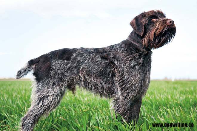 Wirehaired Pointing Griffon