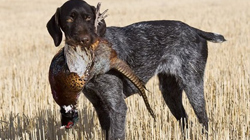 German Wirehaired Pointer