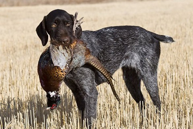 German Wirehaired Pointer