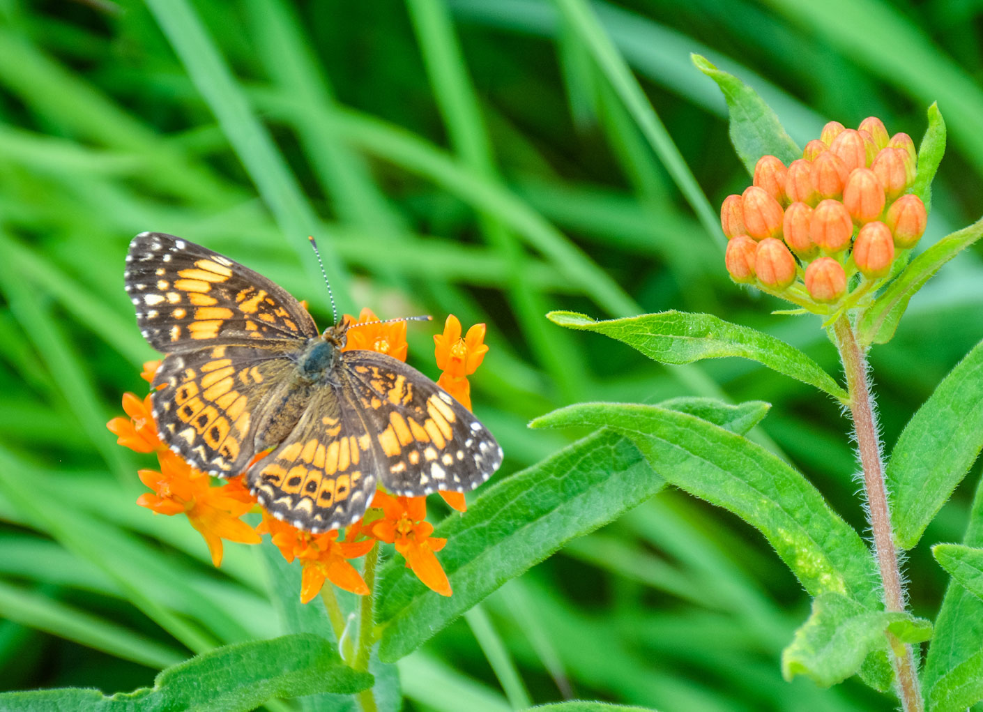 pollinator-habitat-outreach-ppgrantproposal-content.jpg