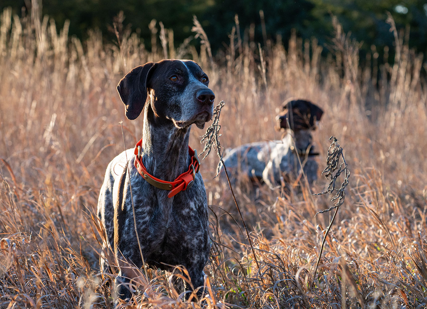hunting-heritage-bird-dogs-content
