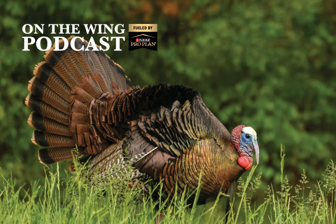 PODCAST EP. 360: Quail vs. Turkey Habitat Secrets Every Landowner Should Know