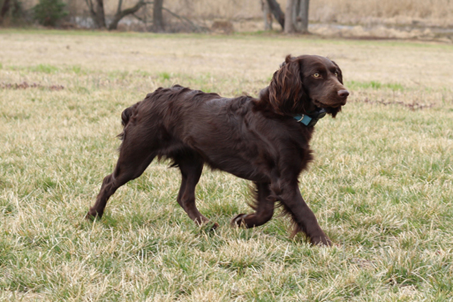 Boykin Spaniel