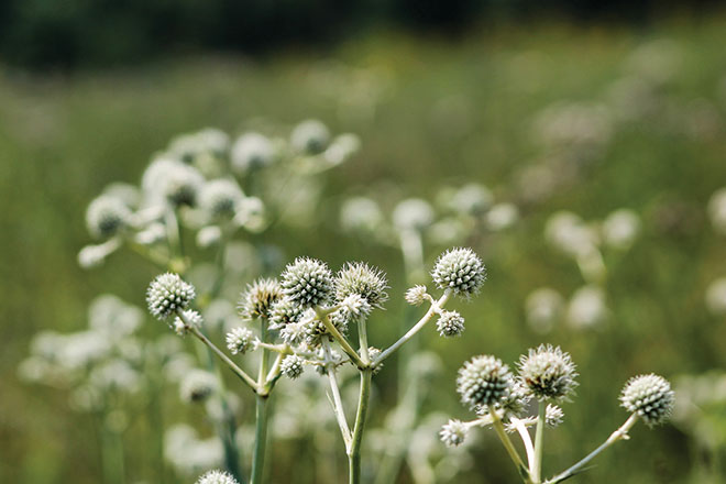 RattlesnakeMaster_WIllowSlough.jpg