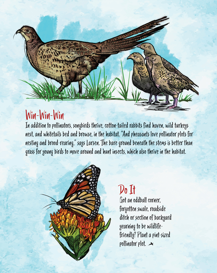pint-sized-pollinator-plot-7.jpg