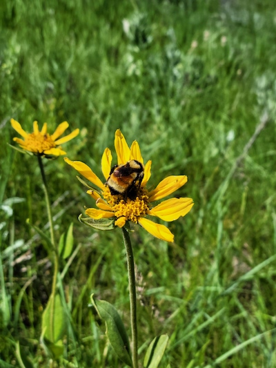 pollinators-at-pompeys-2.jpeg