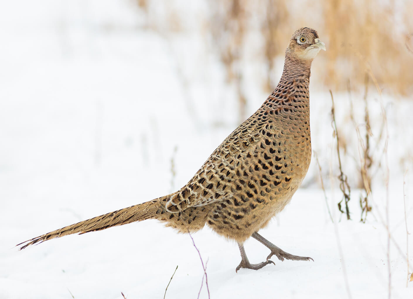 habitat-conservation-pheasant-facts-stacked-content-item.jpg