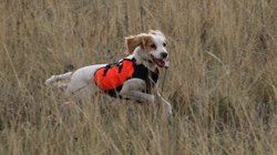 English Cocker Spaniel