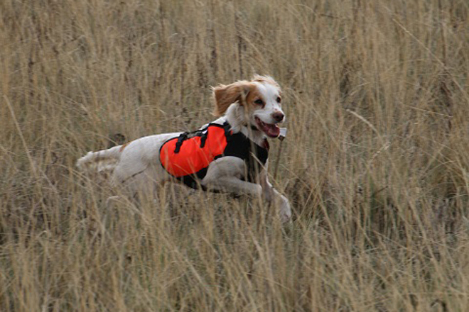 English Cocker Spaniel