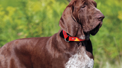 Bracco Italiano