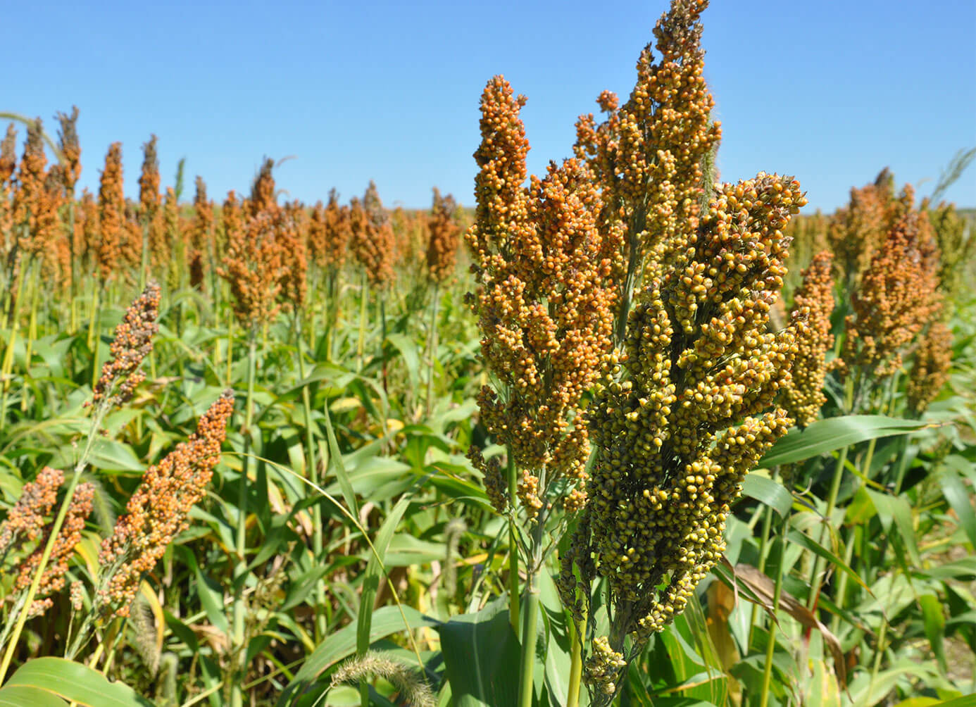 Field of plants grown from seed
