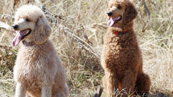 Poodle (Standard)