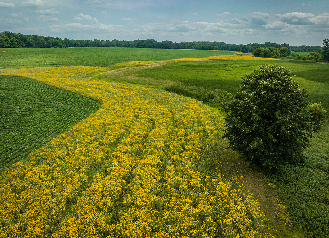 Aerial shot of field with flowers, tree, and blue sky