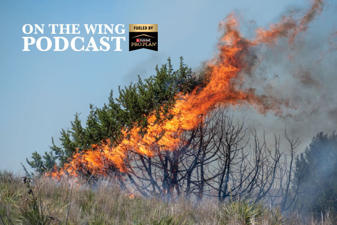 PODCAST EP. 363: Hands-On Habitat: Restoring Texas High Plains for Upland Wildlife