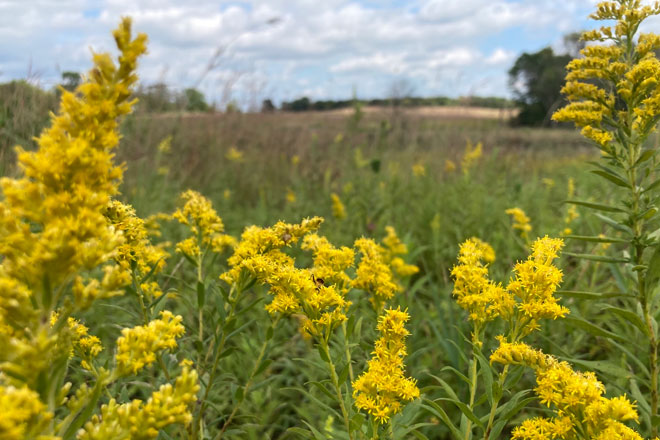 Goldenrod