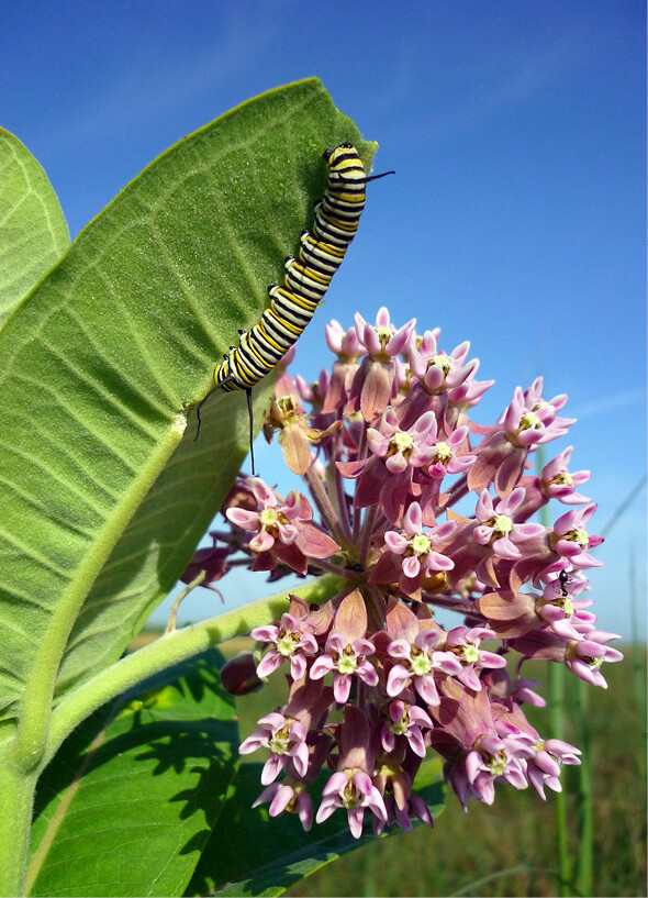 conservation-education-milkweed-in-the-classroom-programs-item.jpg