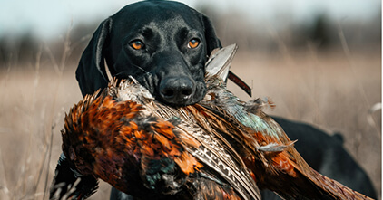 bird-dog-bird-finders-card-item.jpg